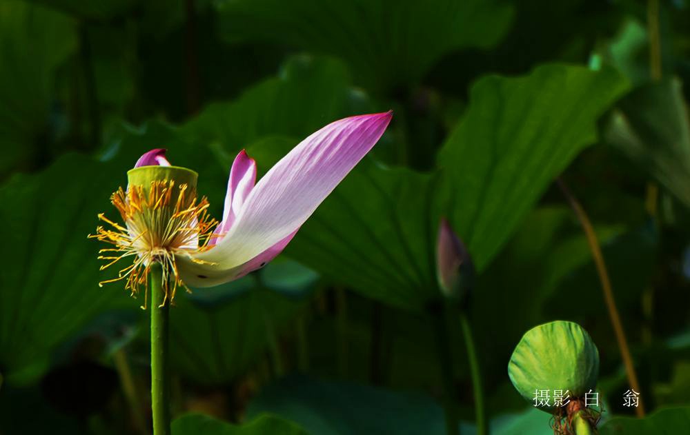 花卉 摄影 白翁liz