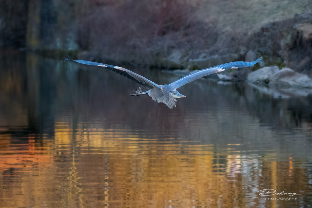 蓝鹭。 摄影 Bokang