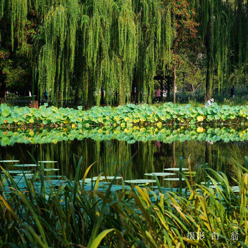 我看见的风景 摄影 白翁liz