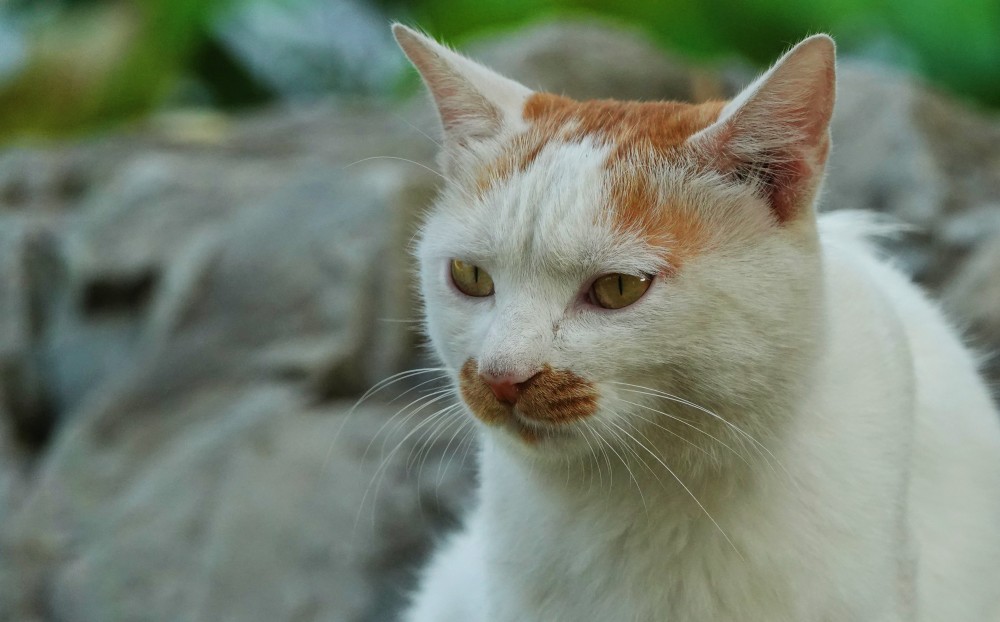 龙潭湖畔——小野猫 摄影 丘山皓月