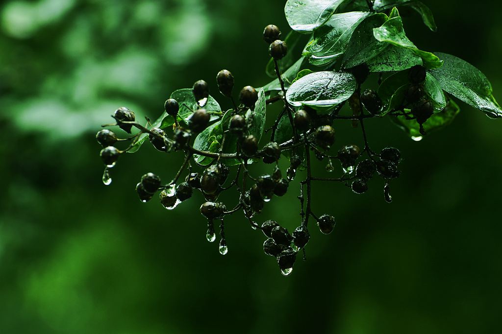 青岛的雨中随拍 摄影 qdzp