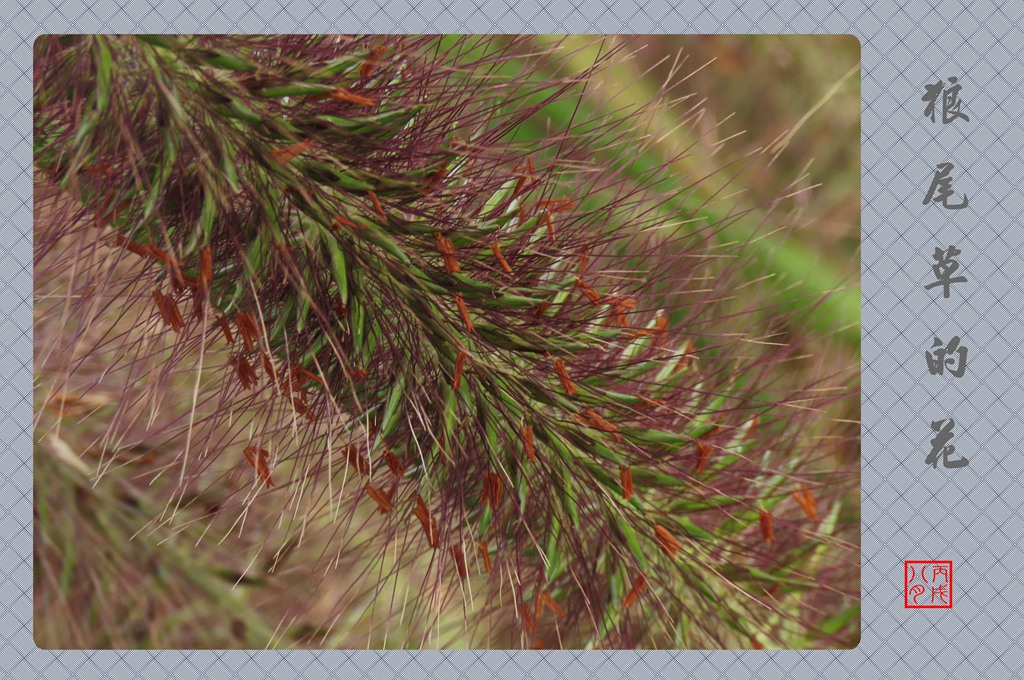 聊聊草草之【狼尾草的花】 摄影 丙戌八月