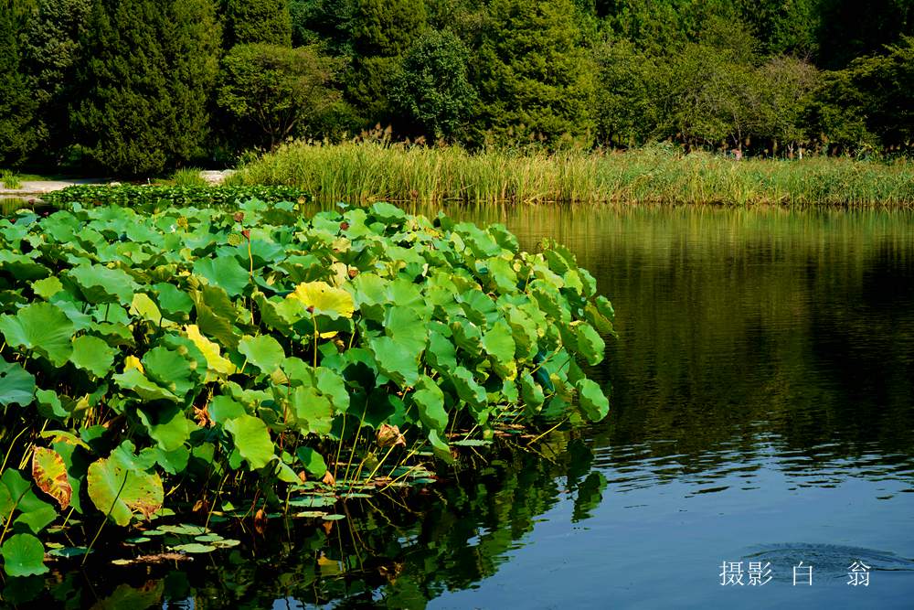 我看见的风景 摄影 白翁liz