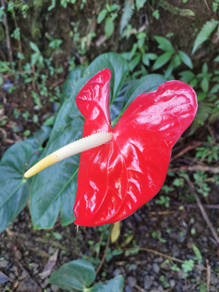 纵情夏威夷 摄影 飘逸越洋