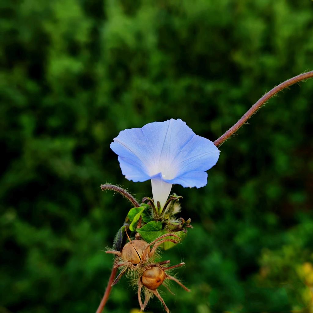 秋花与秋实 摄影 海鸥119