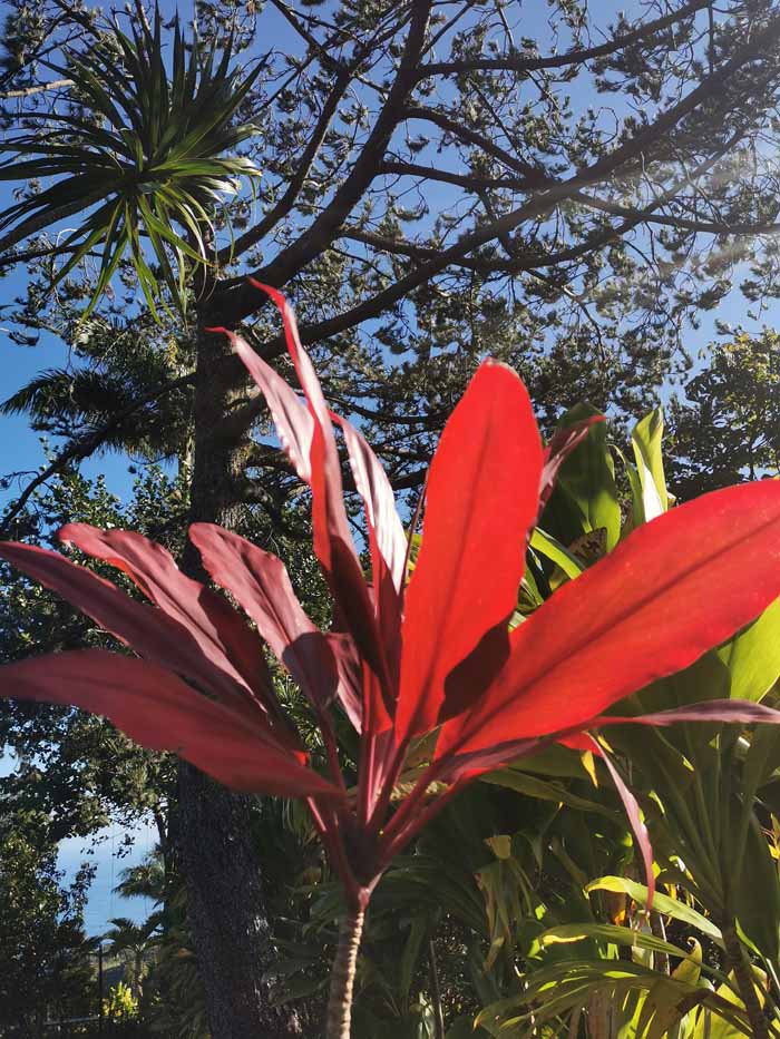 纵情夏威夷 摄影 飘逸越洋