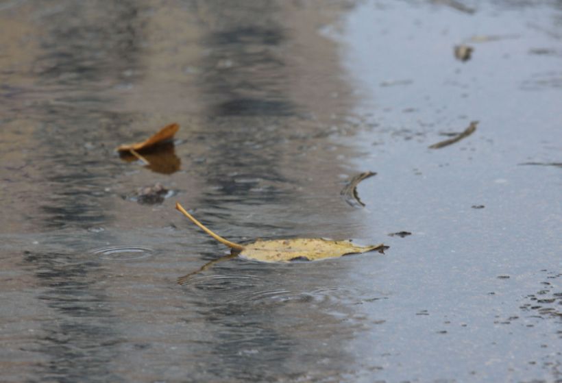 秋残雨中 摄影 id98765