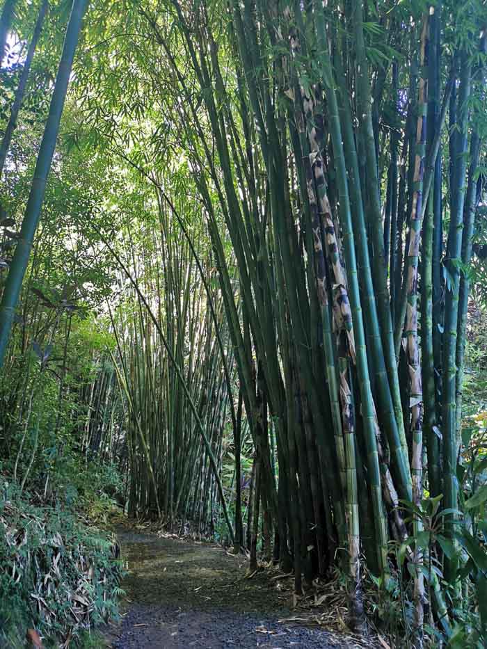 纵情夏威夷 摄影 飘逸越洋