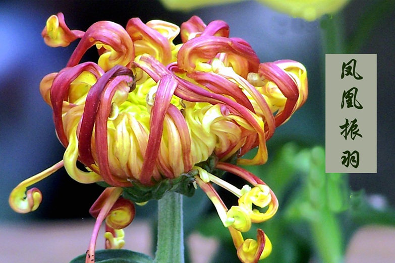 菊花1 摄影 天地山水