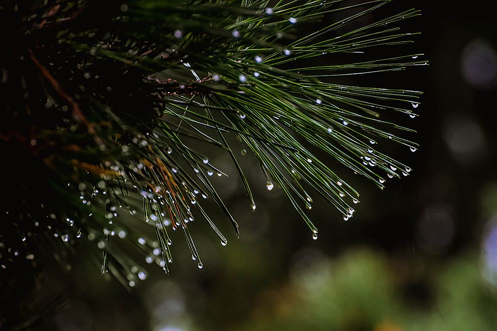 青岛的雨中随拍 摄影 qdzp