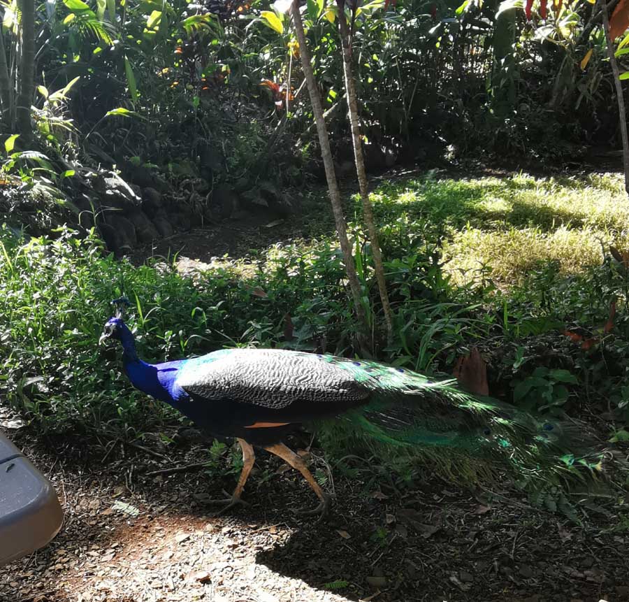 纵情夏威夷 摄影 飘逸越洋