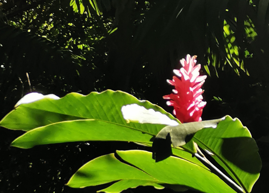 纵情夏威夷 摄影 飘逸越洋