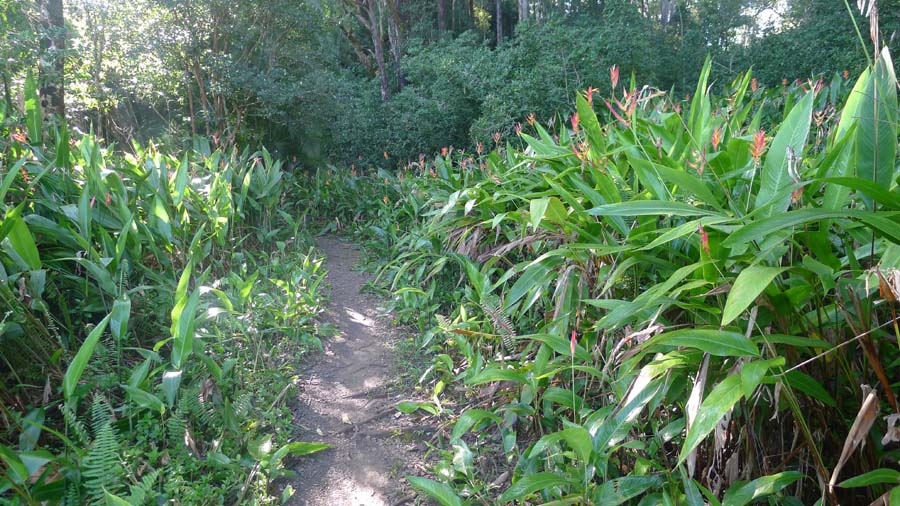 纵情夏威夷 摄影 飘逸越洋