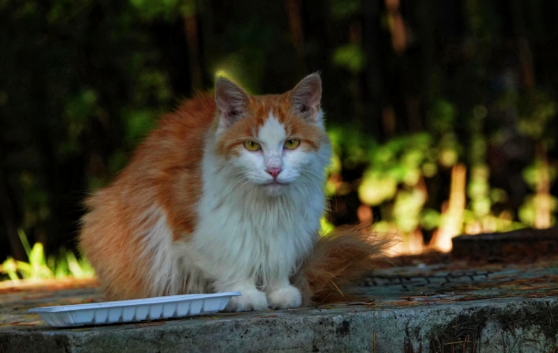 金秋时节——野猫有零食 摄影 丘山皓月