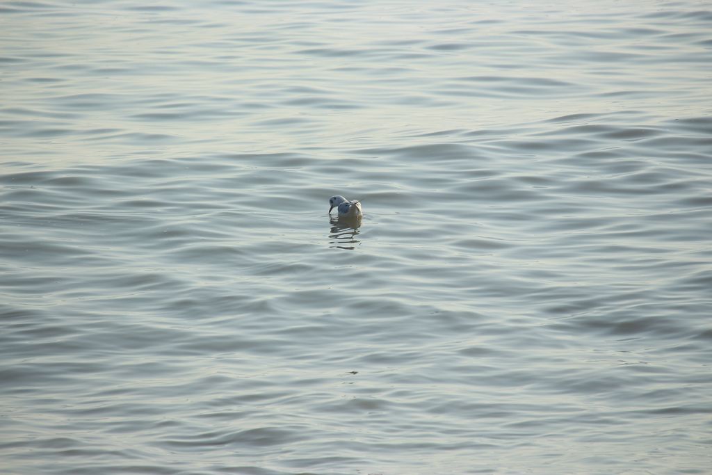 随浪漂来漂去，悠哉悠哉。 摄影 id98765