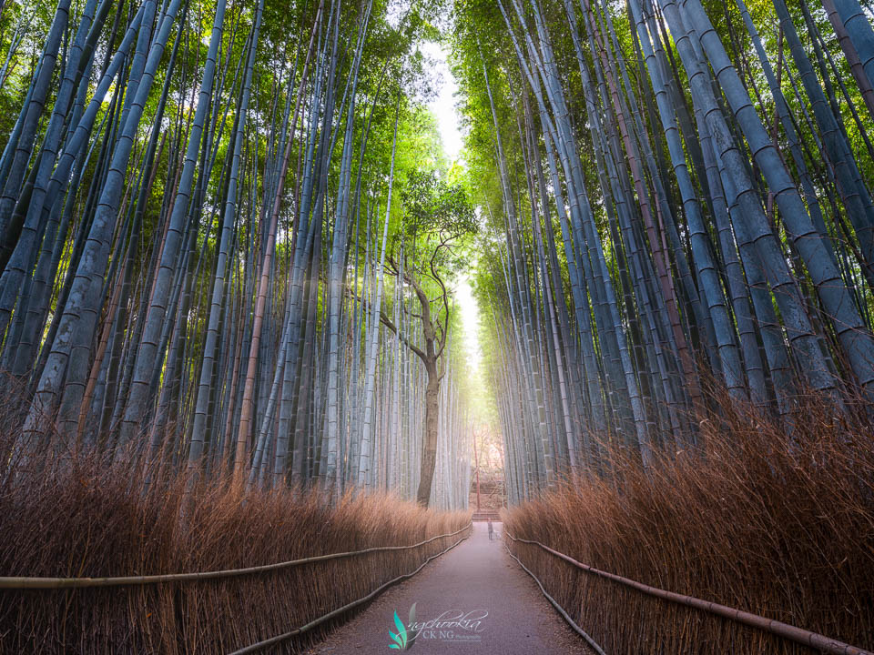 竹林小道 II 嵯峨野 - 日本 摄影 chookia