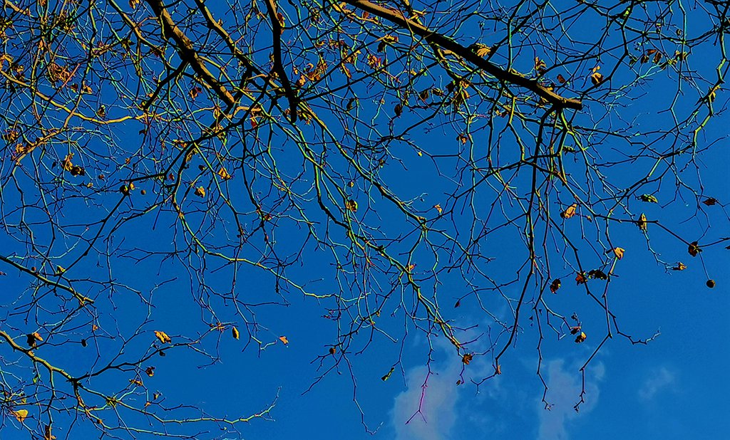 青岛冬日的树枝 摄影 qdzp
