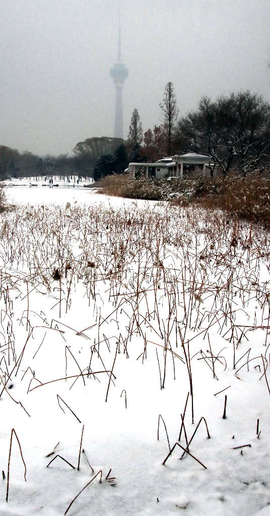 雪中北京玉渊潭 摄影 三人