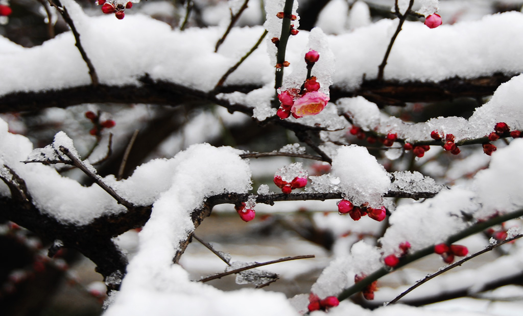 红梅傲雪 摄影 qjr