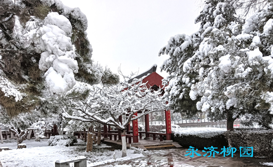 永济柳园 摄影 王柏杉