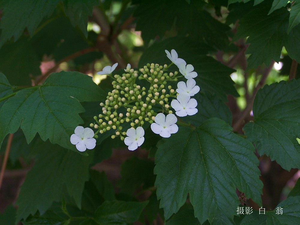 花卉 摄影 白翁liz