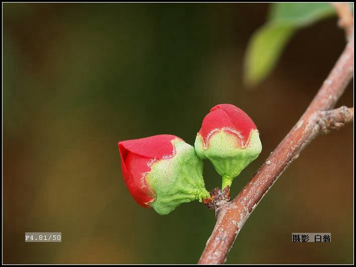 花卉 摄影 白翁liz