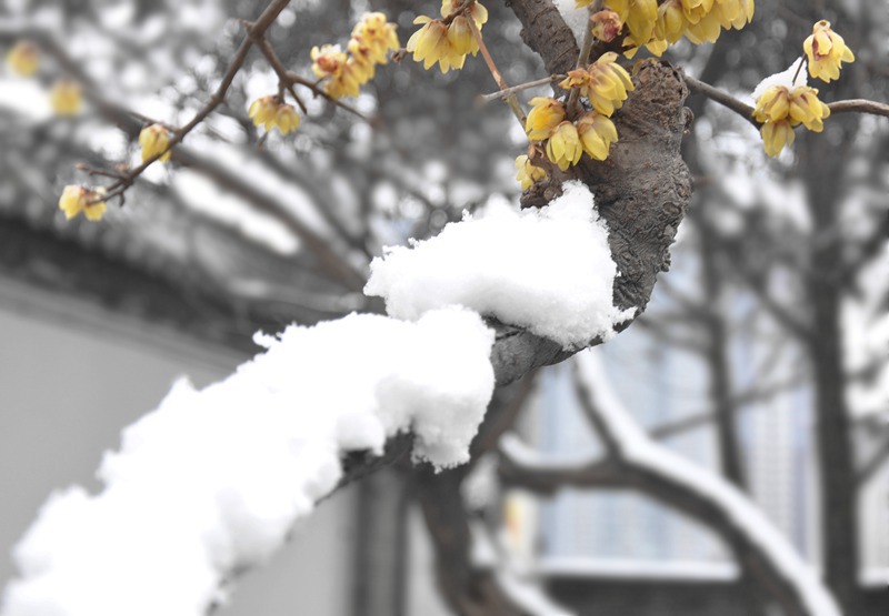 春雪 摄影 大山51