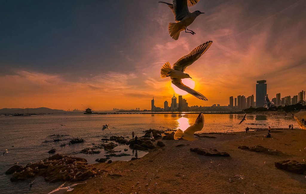 青岛夕阳中的海鸥 摄影 qdzp