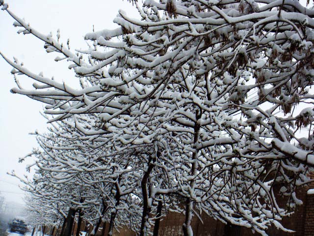 春雪 摄影 风中的梅