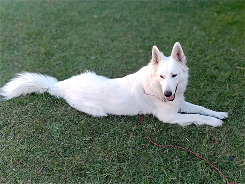 萌萌的爱犬 摄影 飞鹰998