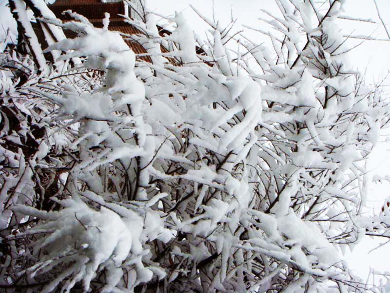 春雪 摄影 风中的梅