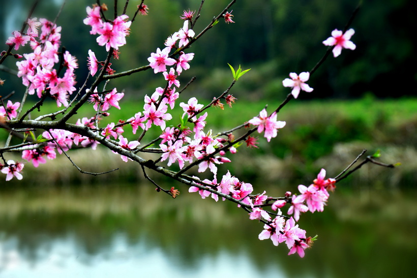 桃花雨 摄影 山云海月