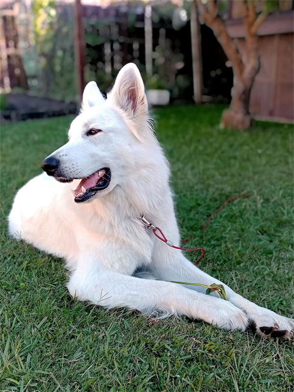 爱犬 摄影 飞鹰998