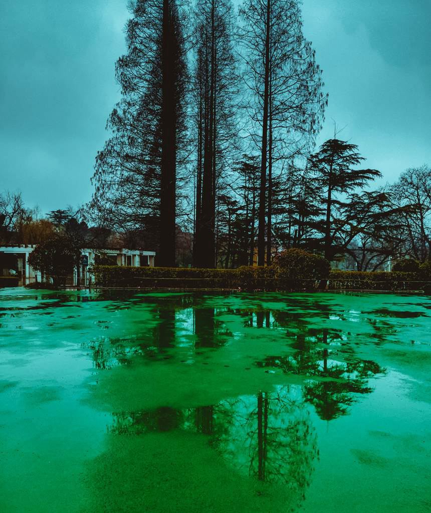 青岛春日的雨中随拍 摄影 qdzp