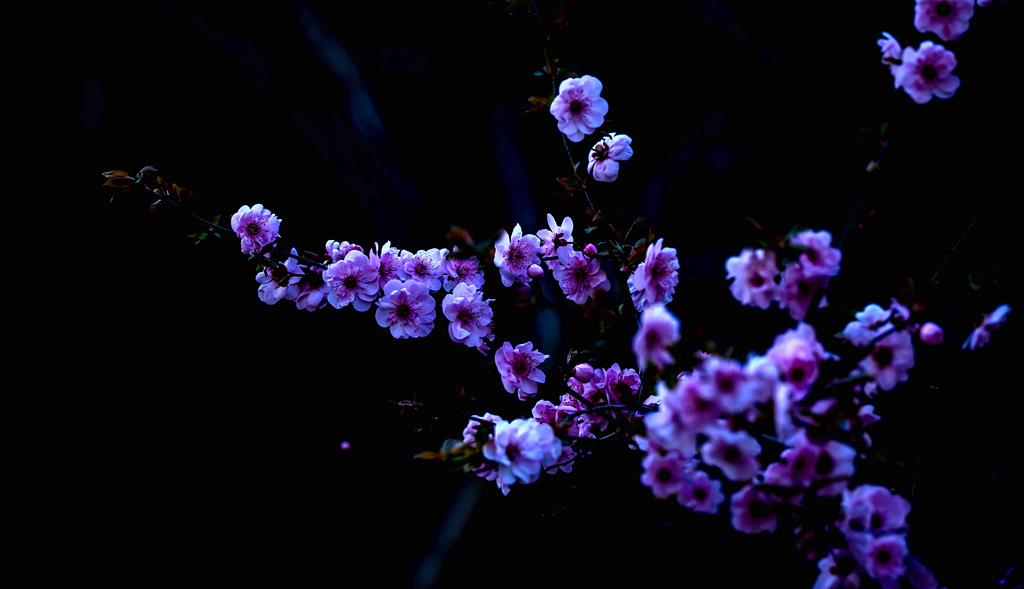 春光三月花正红 3 摄影 翟永生