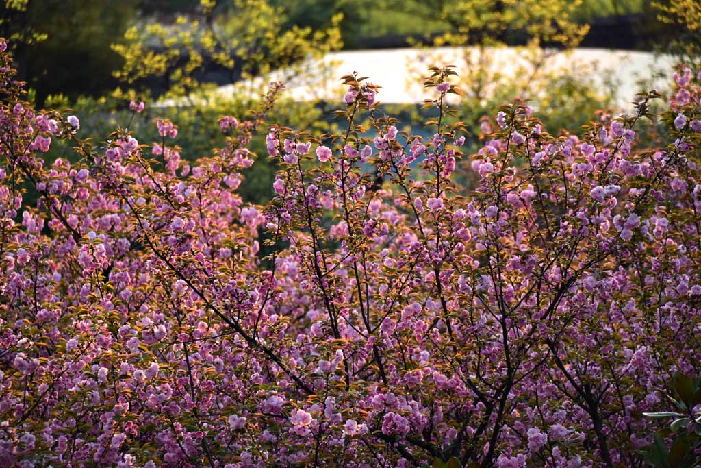 百花齐放 摄影 陕南闲人