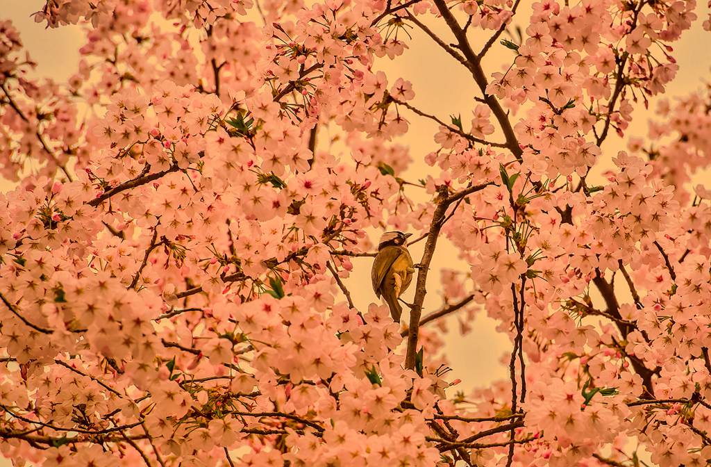青岛樱花丛中的鸟 摄影 qdzp