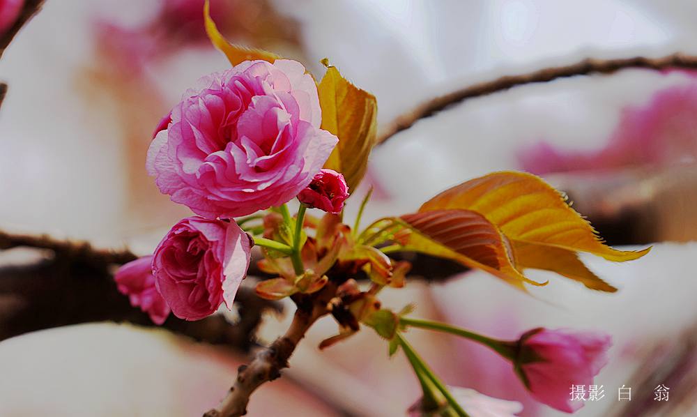 花卉 摄影 白翁liz