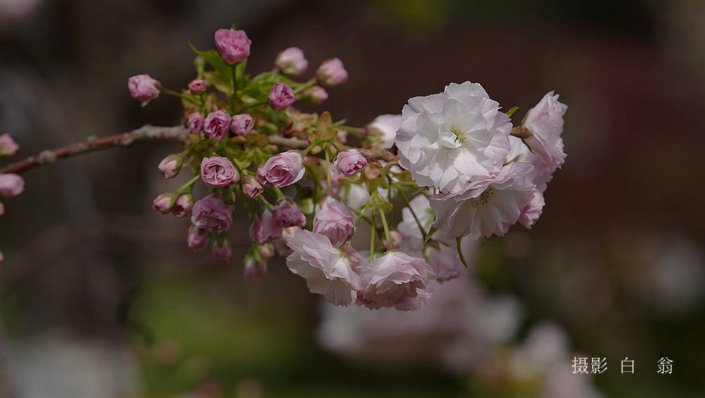 花卉 摄影 白翁liz