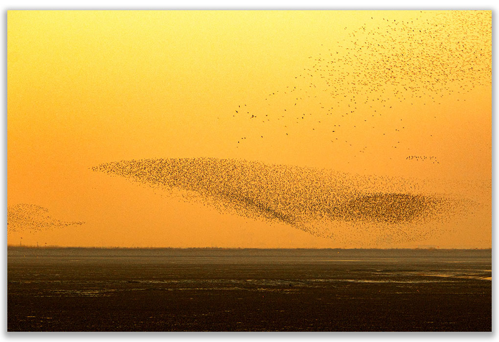 鸟浪--候鸟的行为艺术 摄影 与世无争
