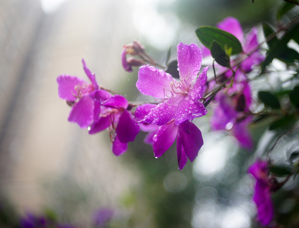 小区春雨 摄影 留恋