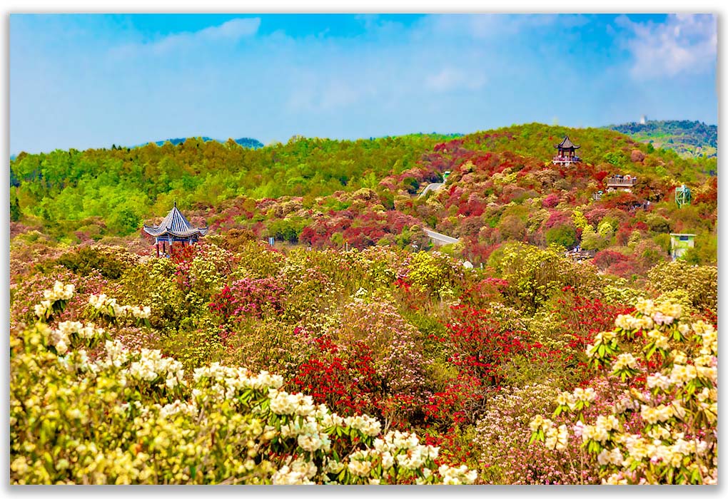 花山 摄影 与世无争