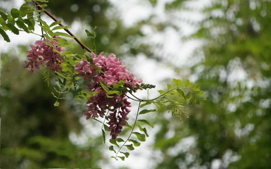 春暖花开——槐花儿 摄影 丘山皓月