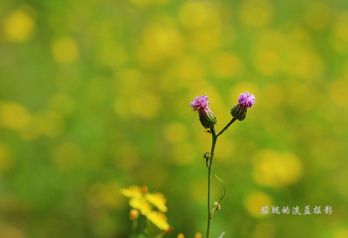 野花~ 摄影 朦胧的淡蓝