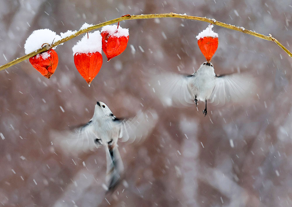 《风雪无阻》---长尾山雀 摄影 香山