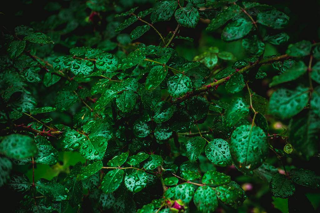 青岛雨中的绿叶 摄影 qdzp