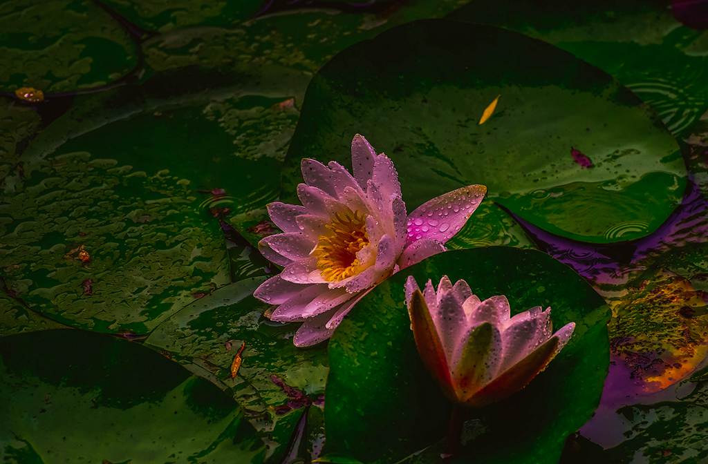 青岛雨中的莲花 摄影 qdzp