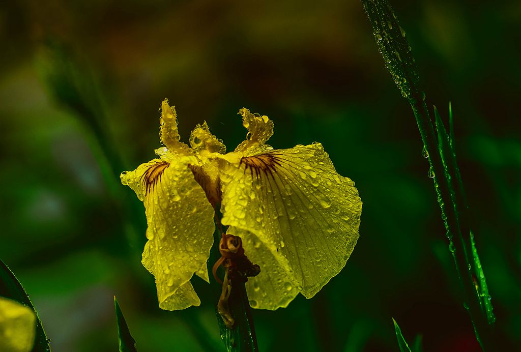 青岛雨中的鸢尾花 摄影 qdzp