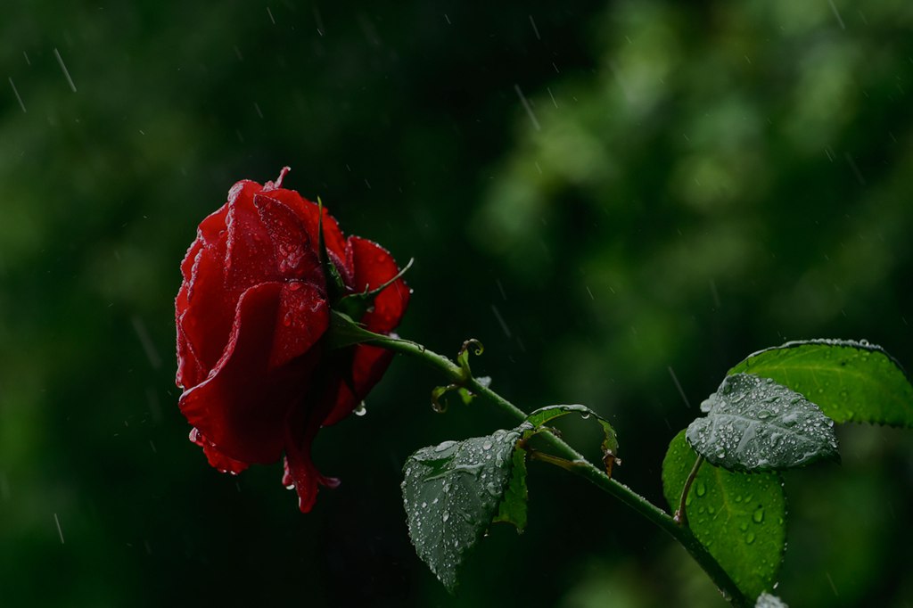 青岛雨中的月季 摄影 qdzp