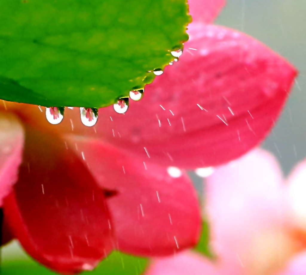 雨荷 摄影 三人